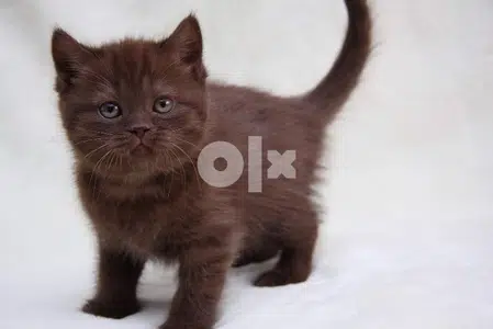 British Shorthair Sweet Chocolate