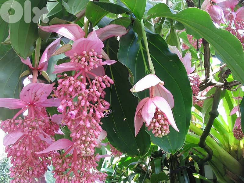 Medinilla magnifica 0