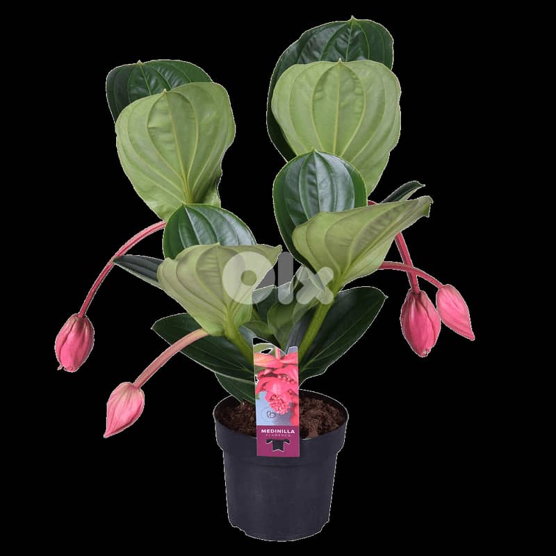 Medinilla magnifica 1