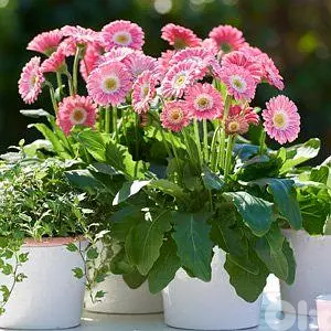 Gerbera