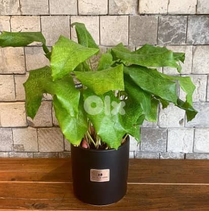 Calathea musaica 0