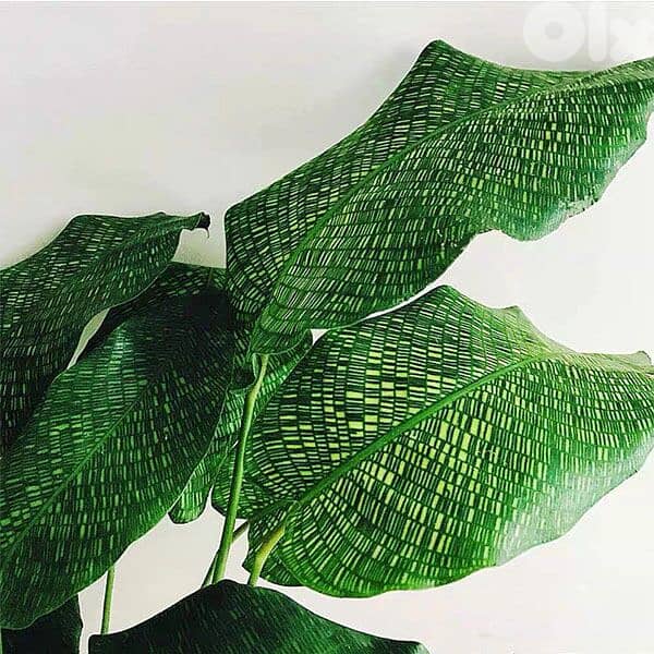 Calathea musaica 2