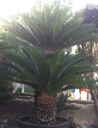 cycas 1,8m نخيل سيكاس مميزة جزعين طول ١،٨ م