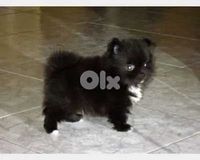pomeranian black puppy