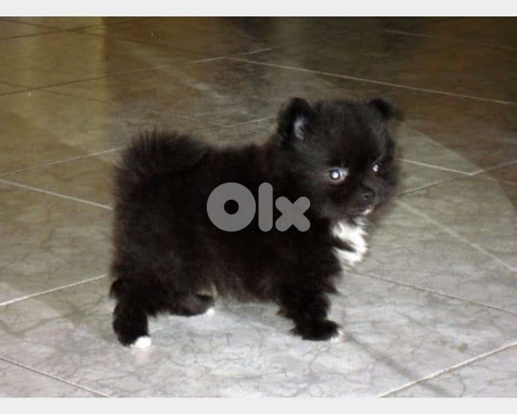 pomeranian black puppy 0