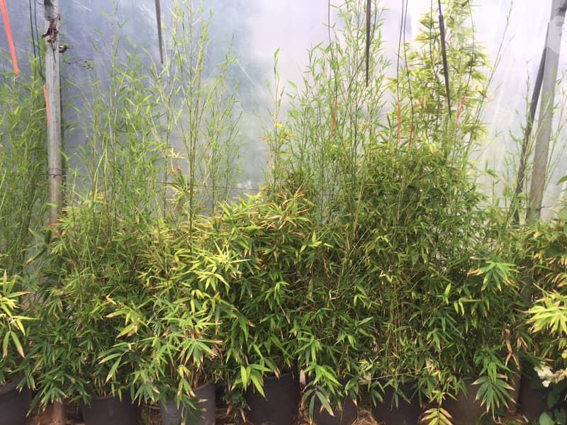 Bamboo tree 0