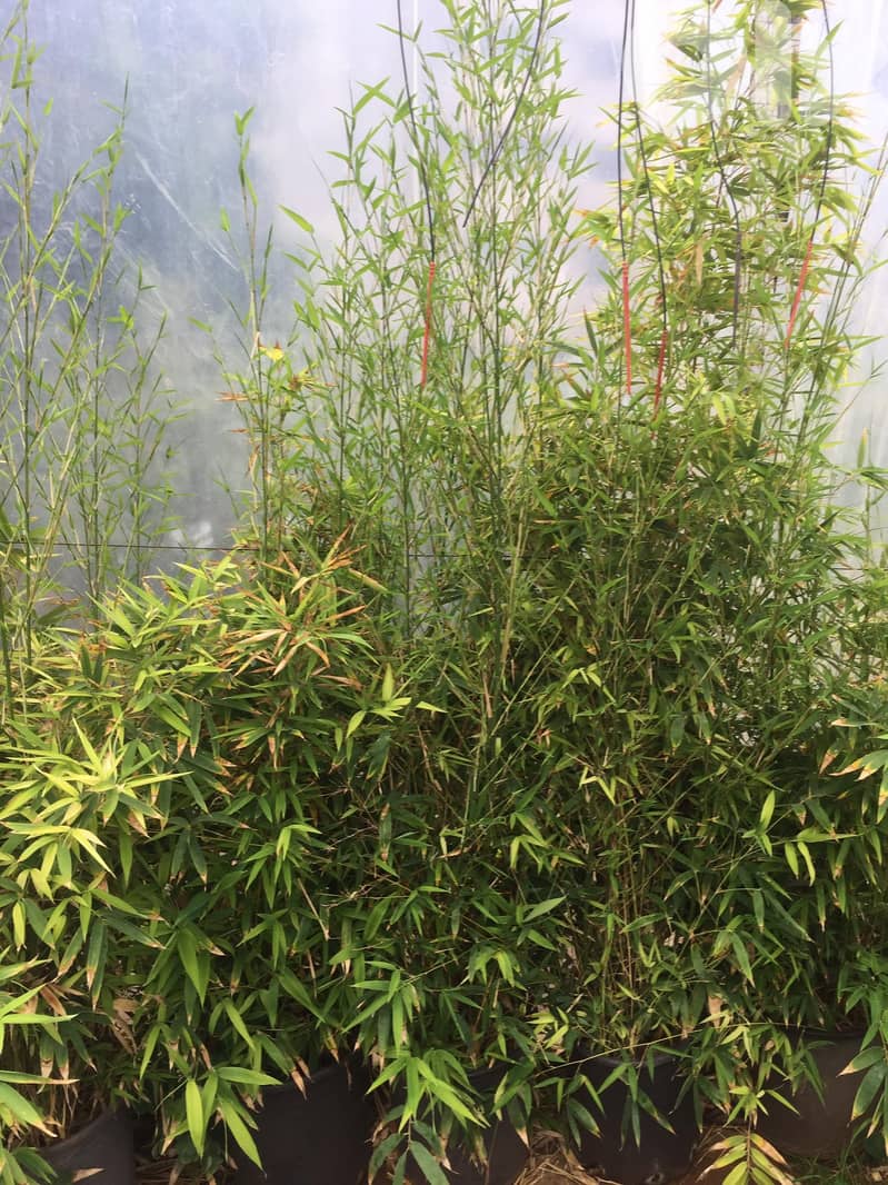 Bamboo tree 1