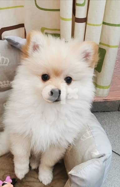 Pomeranian Spitz white cute 0