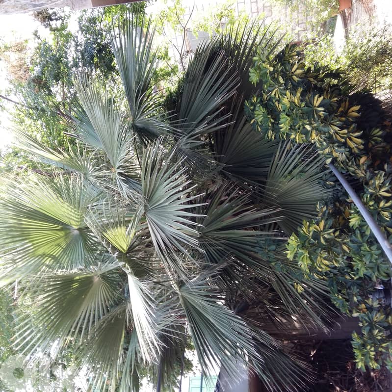 Palm tree for sale 0