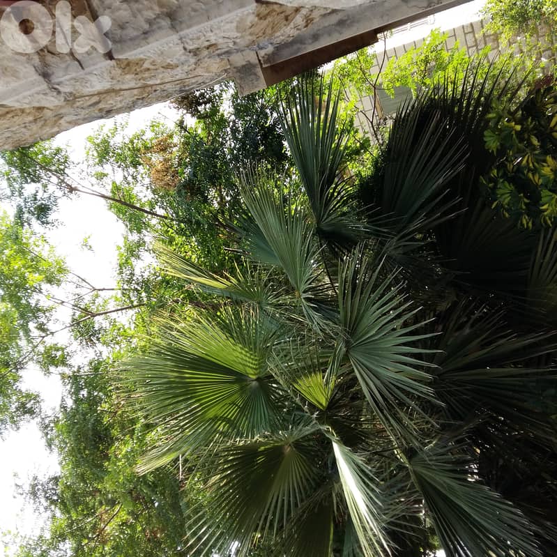Palm tree for sale 1