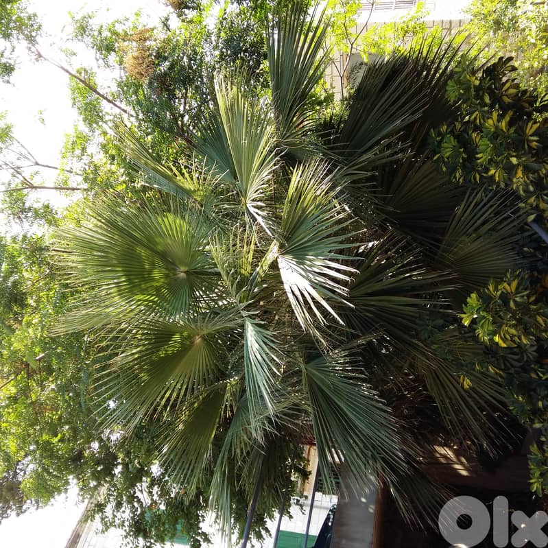 Palm tree for sale 4