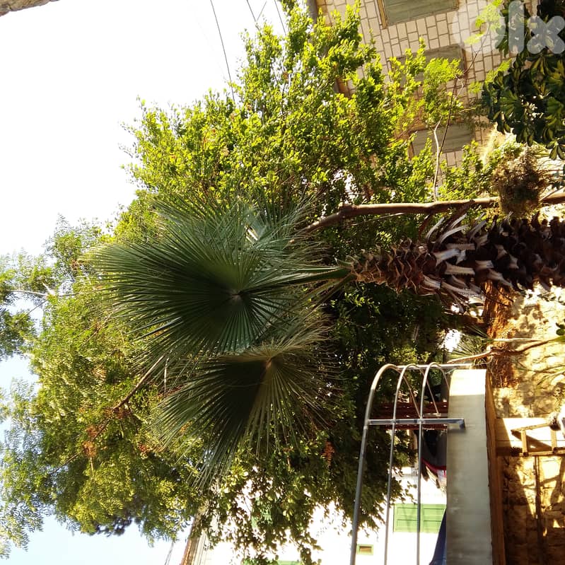 Palm tree for sale 5