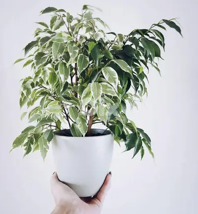 Variegated Ficus benjamina
