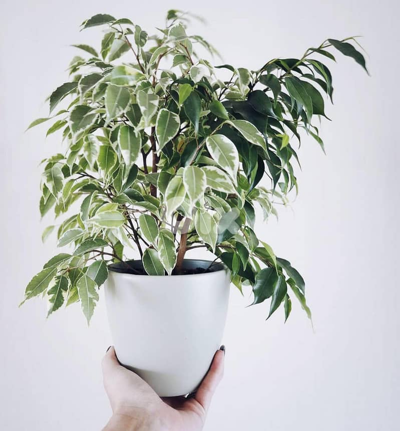 Variegated Ficus benjamina 0