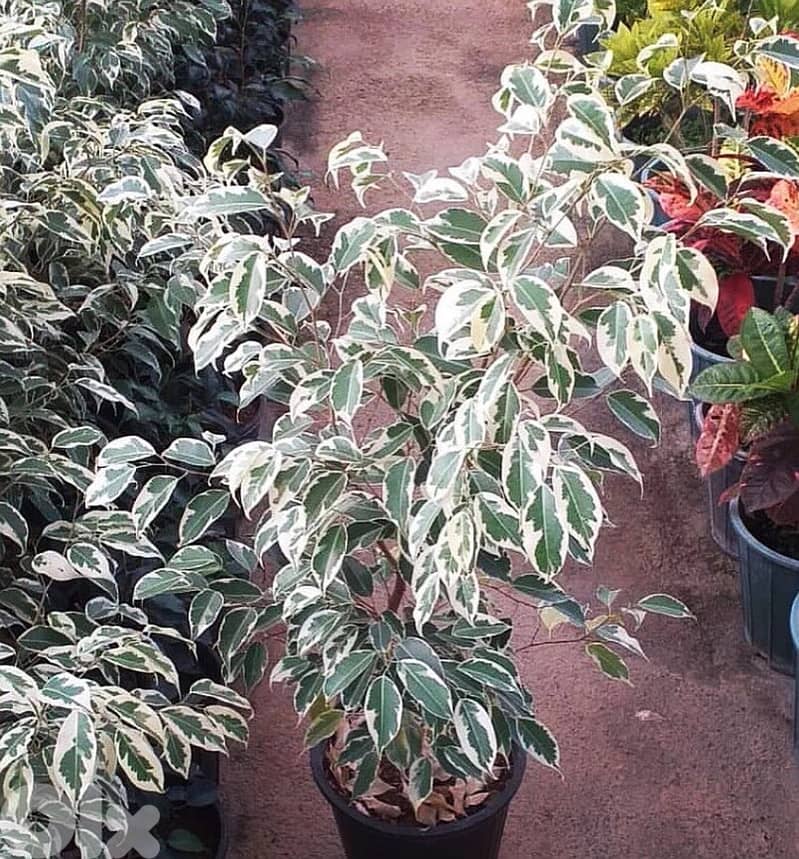 Variegated Ficus benjamina 2