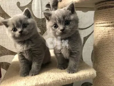 Brittish Kitten British grey