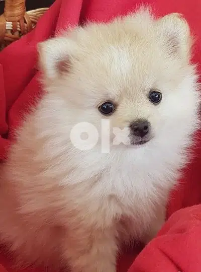 Pomeranian SpitZ Puppies White and cream __ Cuteness overload