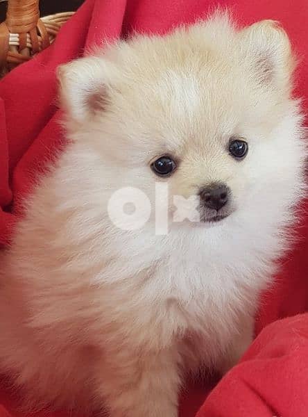 Pomeranian SpitZ Puppies White and cream __ Cuteness overload 0