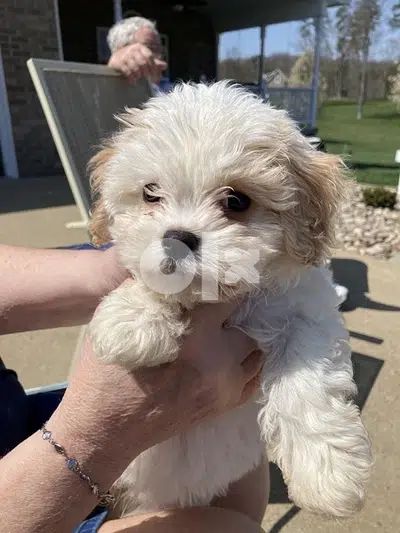 Mini Maltese puppy