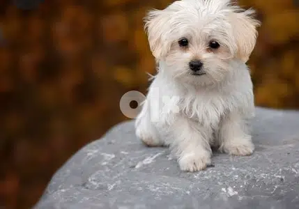 take a look here ,mini, cute and high quality