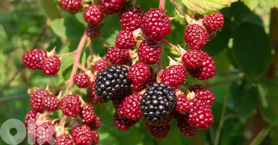 Italian prenium Blackberry