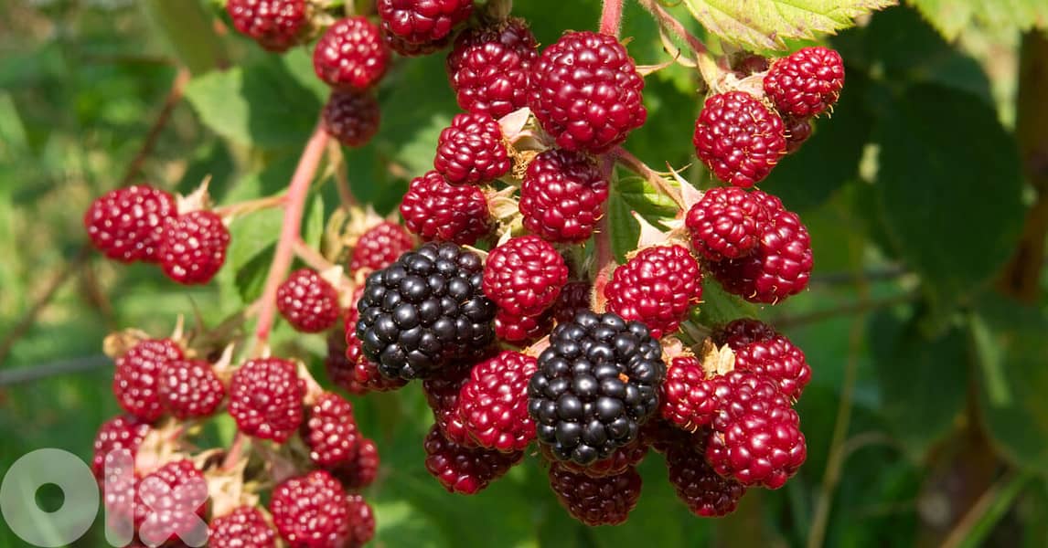 Italian prenium Blackberry 0