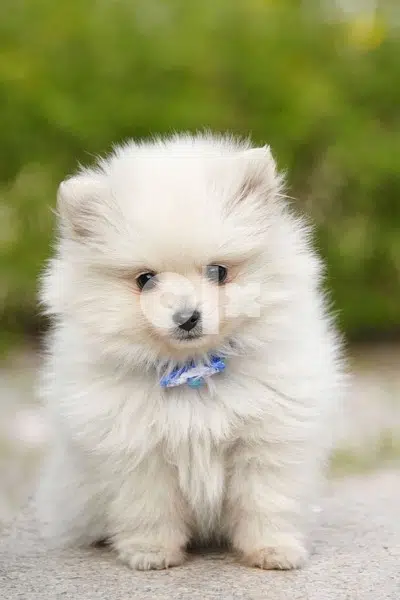Pomeranian Spitz cutie delivery available