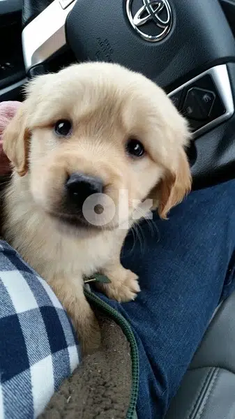 golden retriever puppy goldencream