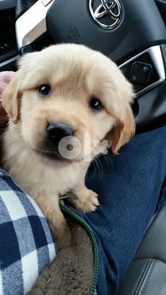 golden retriever puppy goldencream 0
