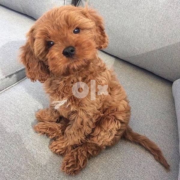 Cavapoo Brown imported 0