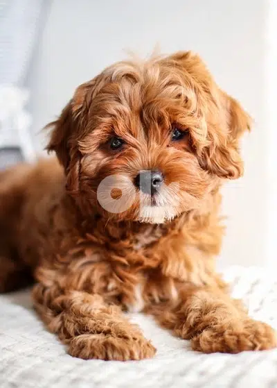 toy Cavapoo imported puppy