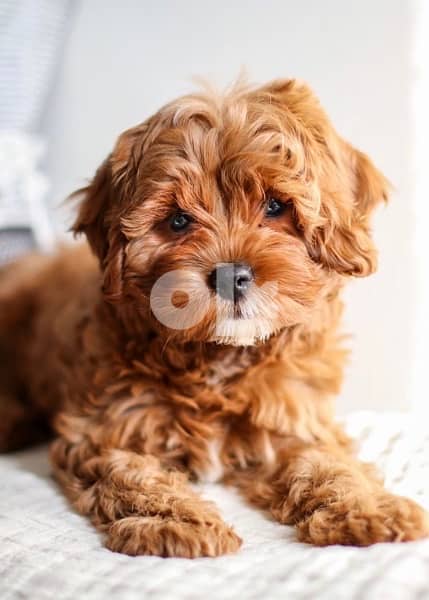 toy Cavapoo imported puppy 0
