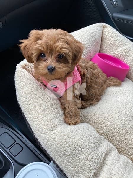 Princess Cavapoo imported 0