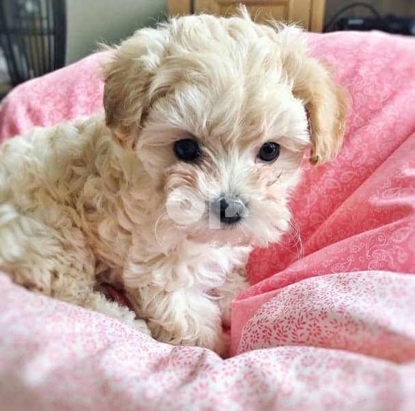 cream Maltipoo imported 0