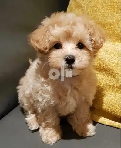 Imported toy Maltipoo puppy