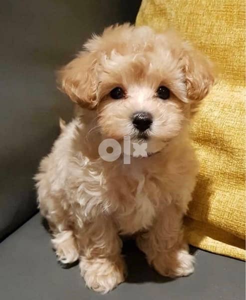 Imported toy Maltipoo puppy 0