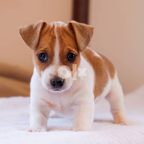 Jack Russell 0