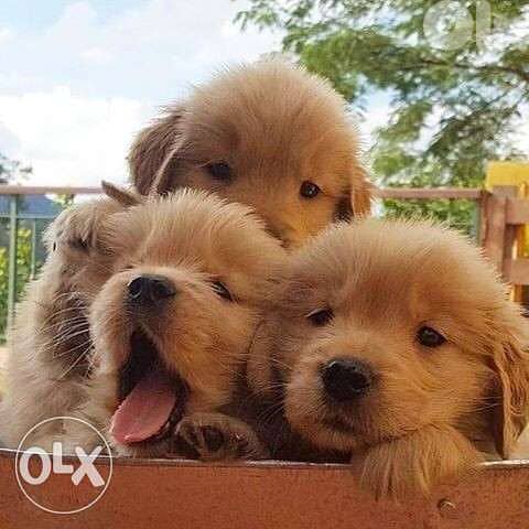 Golden retriver 0