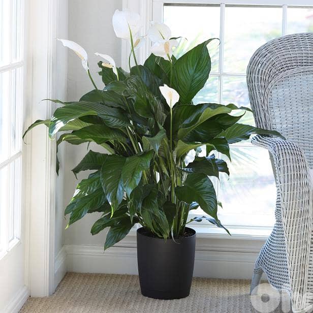Big size Peace lily spathiphyllum 0