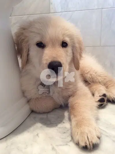 Golden Retriever cream