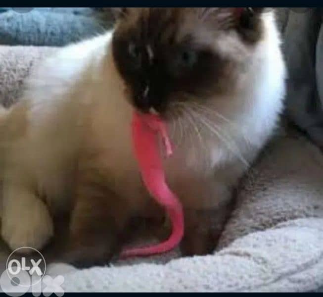 magic twisty worm with invisible thread 2