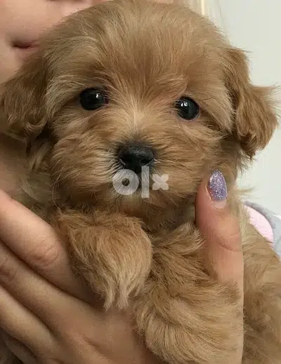 Maltipoo imported babies