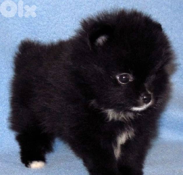 Pomeranian Black and White teacup 0