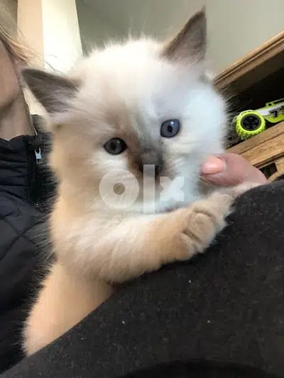 Himalayan Kitten Blue Eyes