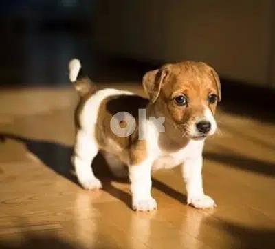 imported Jack Russell puppy