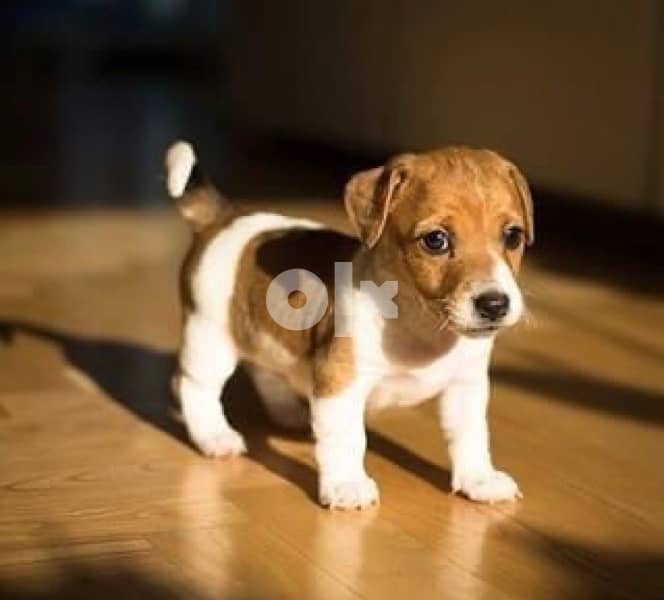 imported Jack Russell puppy 0