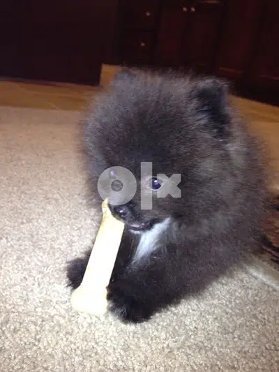 Pomeranian Spitz Black with White spots