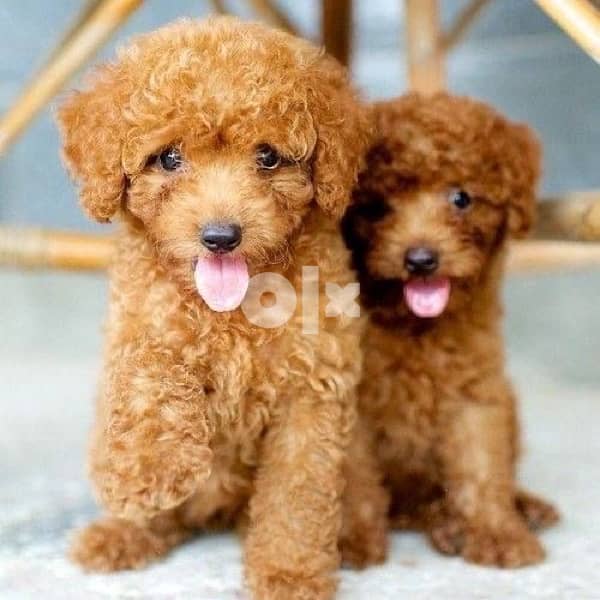 Toy Poodle Imported 0
