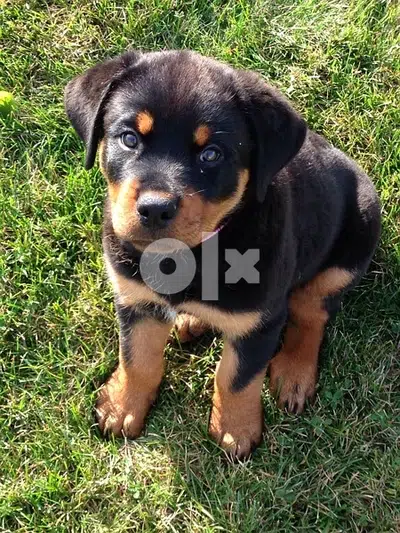 Puppy Rottweiler Smartest