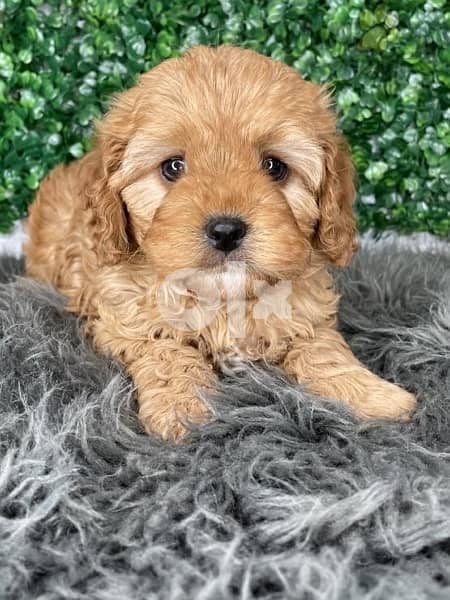 Imported Cavapoo Red gorgeous puppy 0
